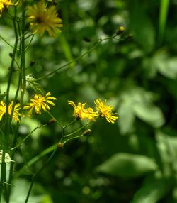 La Picris fausse Epervière | Roundup | La Pause Jardin