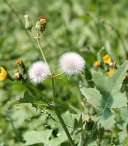 Le Laiteron | Roundup | La Pause Jardin