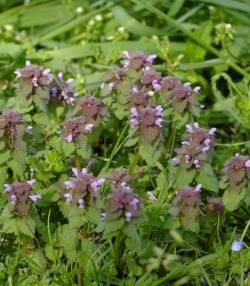 Le Lamier | Roundup | La Pause Jardin