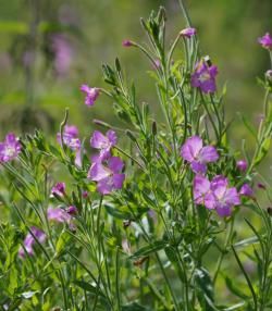 L’Épilobe à grandes fleurs | Roundup | La Pause Jardin