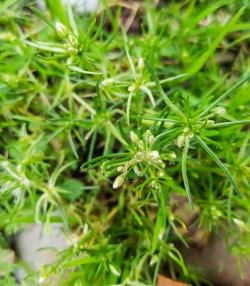 Spergule des champs | lapausejardin | roundup