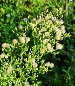 Vergerette du Canada | lapausejardin | roundup