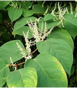 La renouée persicaire | lapausejardin | Roundup
