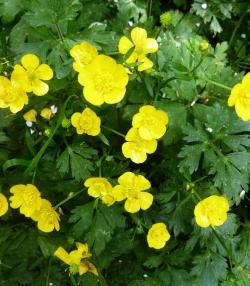 Le Renoncule | lapausejardin | Roundup