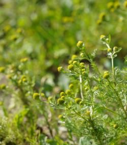 La Matricaire | Roundup | La Pause Jardin