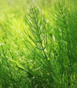 La Prêle | Roundup | La Pause Jardin