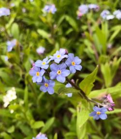 La véronique | Roundup | La Pause Jardin