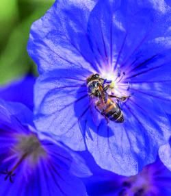 Love the Garden / Geranium 