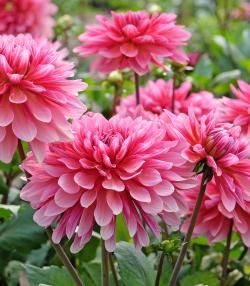 rosa Dahlien