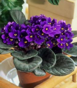 African Violet