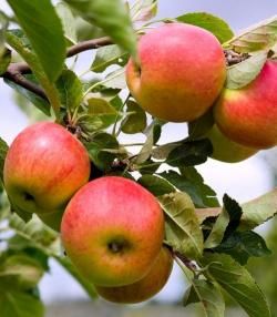 How to grow & care for apple trees