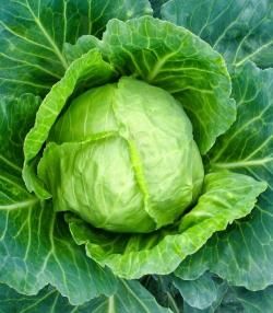 How to grow & care for cabbage