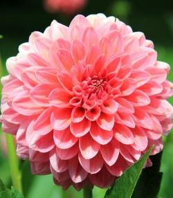 How to grow dahlia