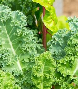 How to grow kale