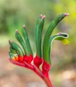 how to grow Kangaroo Paw