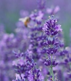 How to grow & care for lavender