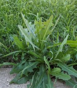 Broadleaf Weed