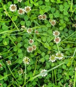 Clover Weed