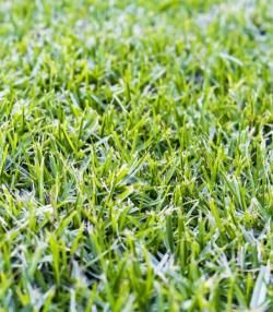 How To Grow & Care For Kikuyu Lawn