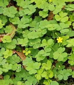 Oxalis Weed