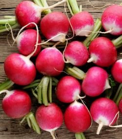 grow radishes