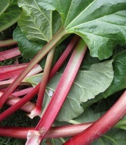 How to grow & care for rhubarb