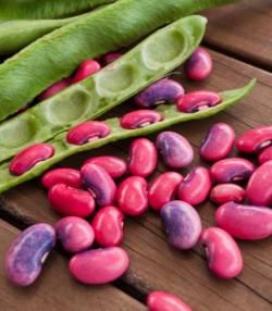 how to grow runner bean