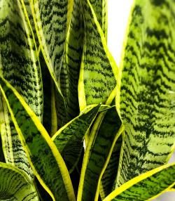 Snake Plant