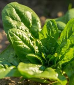 How to grow spinach