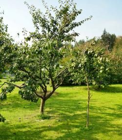 Pflaumenbäume im Garten