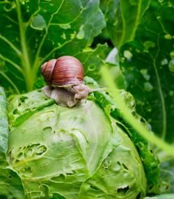 Schnecke auf Salat