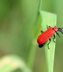 kleiner roter Käfer