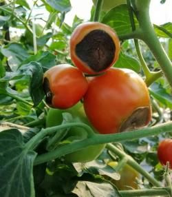 Tomate mit Blütenendfäule