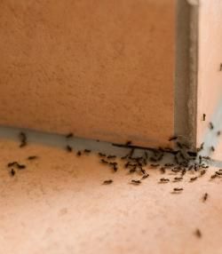 Ameisen in der Wohnung