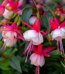 blühende Fuchsie