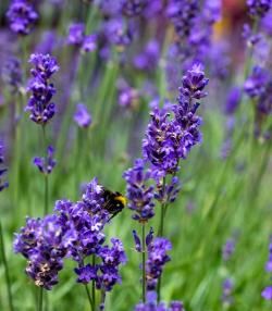 Lavendelblüten mit Hummel