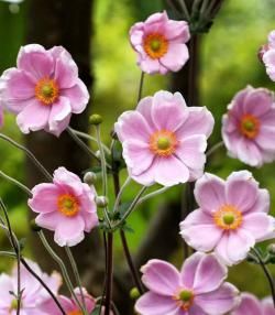 Anemonenblumen rosa