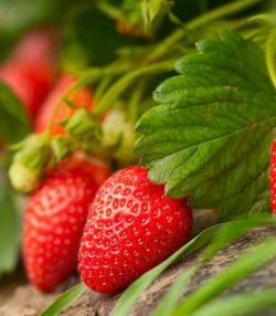 cultiver les fraises