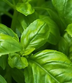 how to grow basil