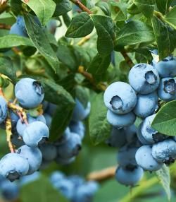 blauwe bosbessen planten