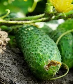 Comment planter et cultiver le concombre? | Ilovemygarden