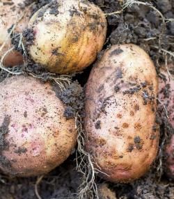 kiedy i jak sadzić ziemniaki