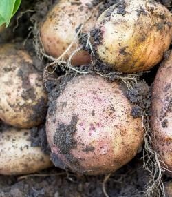 planter des pommes de terre