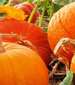 How to grow pumpkins