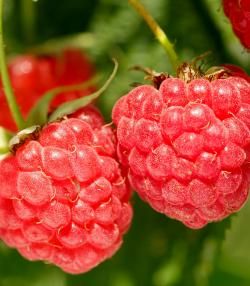 How to grow raspberries