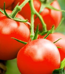 cultiver les tomates 