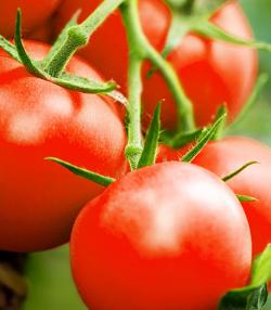 tomaten planten