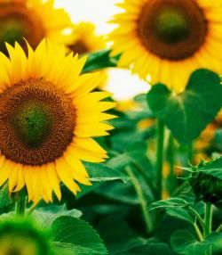 comment planter des tournesols