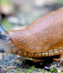 slug control