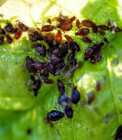 aphids